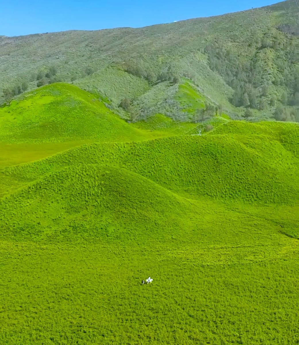 IwanBarata84's tweet photo. Ladang singkong di Bromo.. Kereennn https://t.co/fpZKHpOTqO