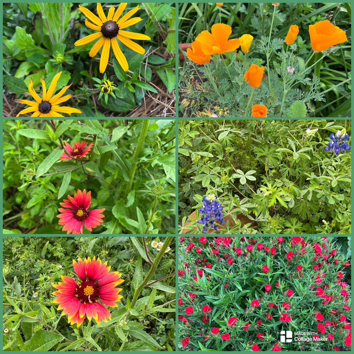 Kristy Michel (@mrsmichelclass) on Twitter photo Garden Day is always so fun and insightful! π§πΌβπΎπ©πΌβπΎToday we learned about wildflowers and the many varieties, including bluebonnets, we have growing in our garden! πͺ»πΌπ»We also checked on our potatoes, carrots, and lettuce! π₯π₯π₯¬ <a href="/2ndgradeSampson/">Sampson2ndgrade</a> <a href="/SampsonElem/">Sampson Elementary</a> <a href="/readygrowgarden/">Ready to Grow Garden</a> Garden Day is always so fun and insightful! π§πΌβπΎπ©πΌβπΎToday we learned about wildflowers and the many varieties, including bluebonnets, we have growing in our garden! πͺ»πΌπ»We also checked on our potatoes, carrots, and lettuce! π₯π₯π₯¬ <a href="/2ndgradeSampson/">Sampson2ndgrade</a> <a href="/SampsonElem/">Sampson Elementary</a> <a href="/readygrowgarden/">Ready to Grow Garden</a>