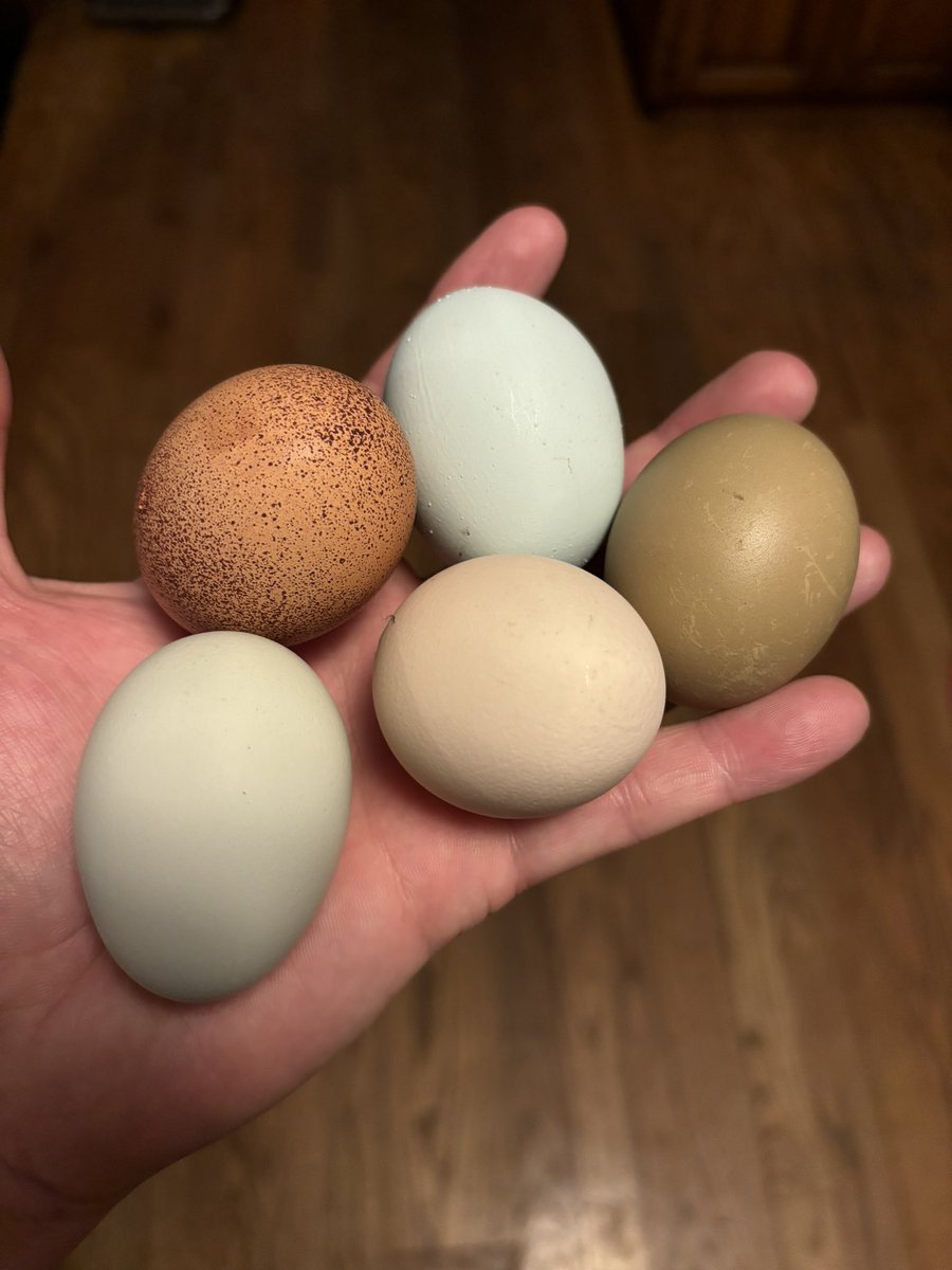 JoelWBerry's tweet photo. My wife carefully selected the breeds of chickens in our coop to ensure the most beautiful variety of egg colors and I think that’s the kind of lovely little detail only a woman would think of https://t.co/SRRFEO1VLt