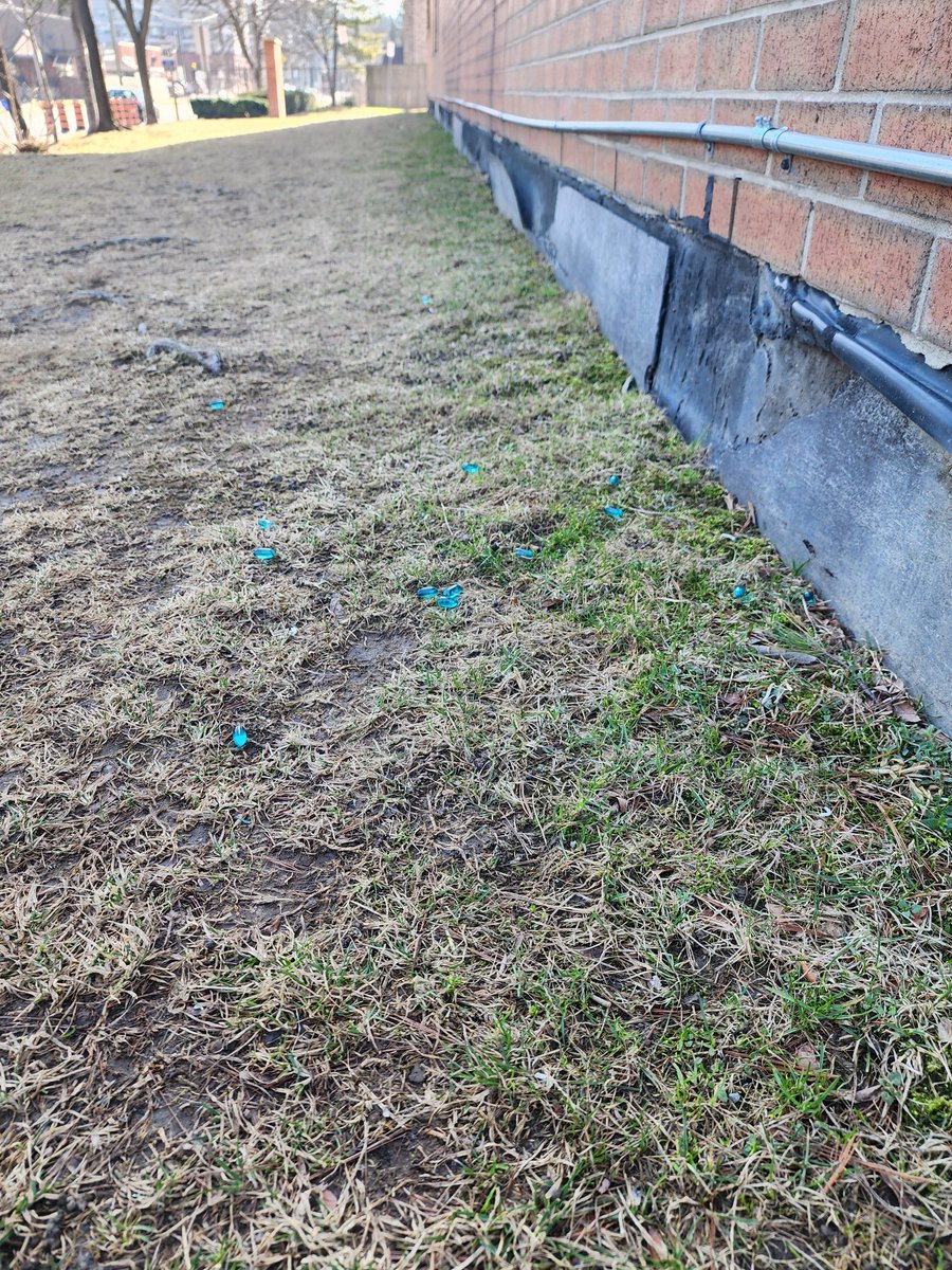IsisIntrepid's tweet photo. Second time someone is trying to poison dogs on CityHousing Hamilton property!!! @cityofhamilton @AndreaHorwath @NrinderWard3 @CameronKroetsch @alexwilson96 @karl_andrus @HamiltonPolice
Occurrence #: 25-566879 (March 17th)
25-568644 (March 19th)
#HamOnt #YHMCC
CC: @TheSpec @JohnPaulDanko
@DawnDankoOLP @WAWGHAMILTON @becky_buck @SACHAhamont @FilomenaTassi @Shaw_Sandy @RobinLennox @LisaHepfner @SarahJama_ @Ward1Wilson @JeffBeattie2014
@TedMcMeekin @ChadCollinsMP @EstherPauls2 @MSpadafora2022 @NeilLumsdenMPP @BCouncillor @JohnPaulDanko @TammyHwang @HamOntWard4 @McMasteResearch @mac_SW @StJoesHamilton @MohawkCollege @MTaylorNDP @FaeJohnstone @YWCA_Hamilton @anjali_menezes @EasyThePianoMan @PascaleHamOnt @BayObserver @TeviahMoro @jonjwells @EmilyNTayler @CHCHTV