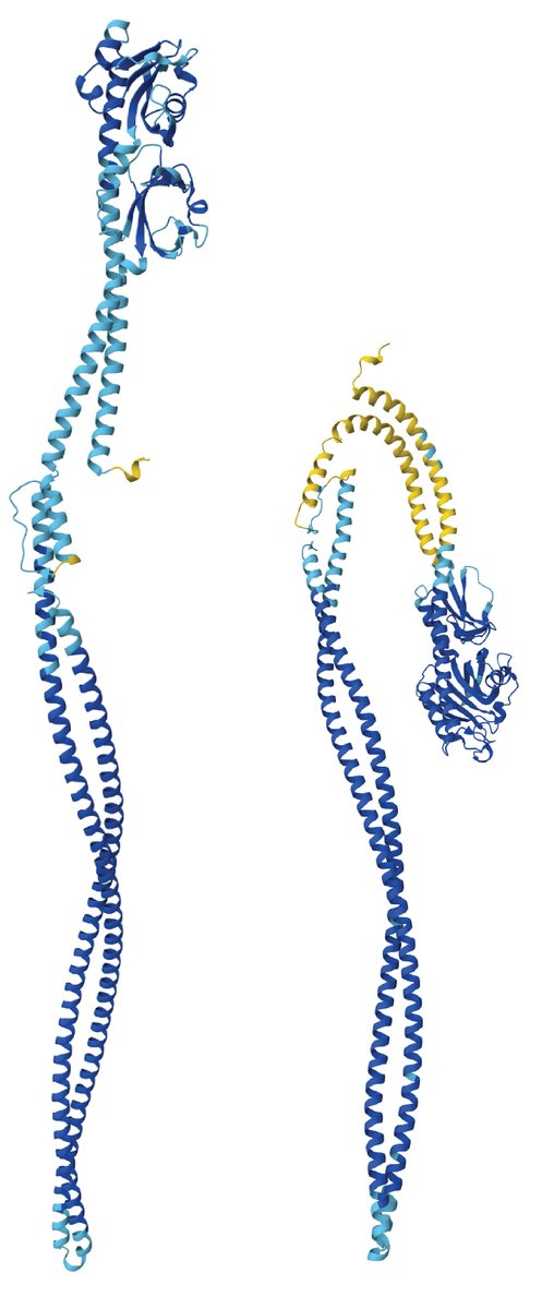 Cache-containing chemoreceptors by AlphaFold. One is sober, another is drunk as a skunk. Managed to cross the membrane twice. "How many ligands did you have, Dude?"