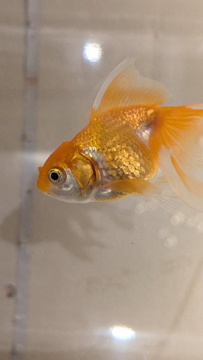 scpscorp's tweet photo. Her name is Bucky https://t.co/bXBVQBwtzi