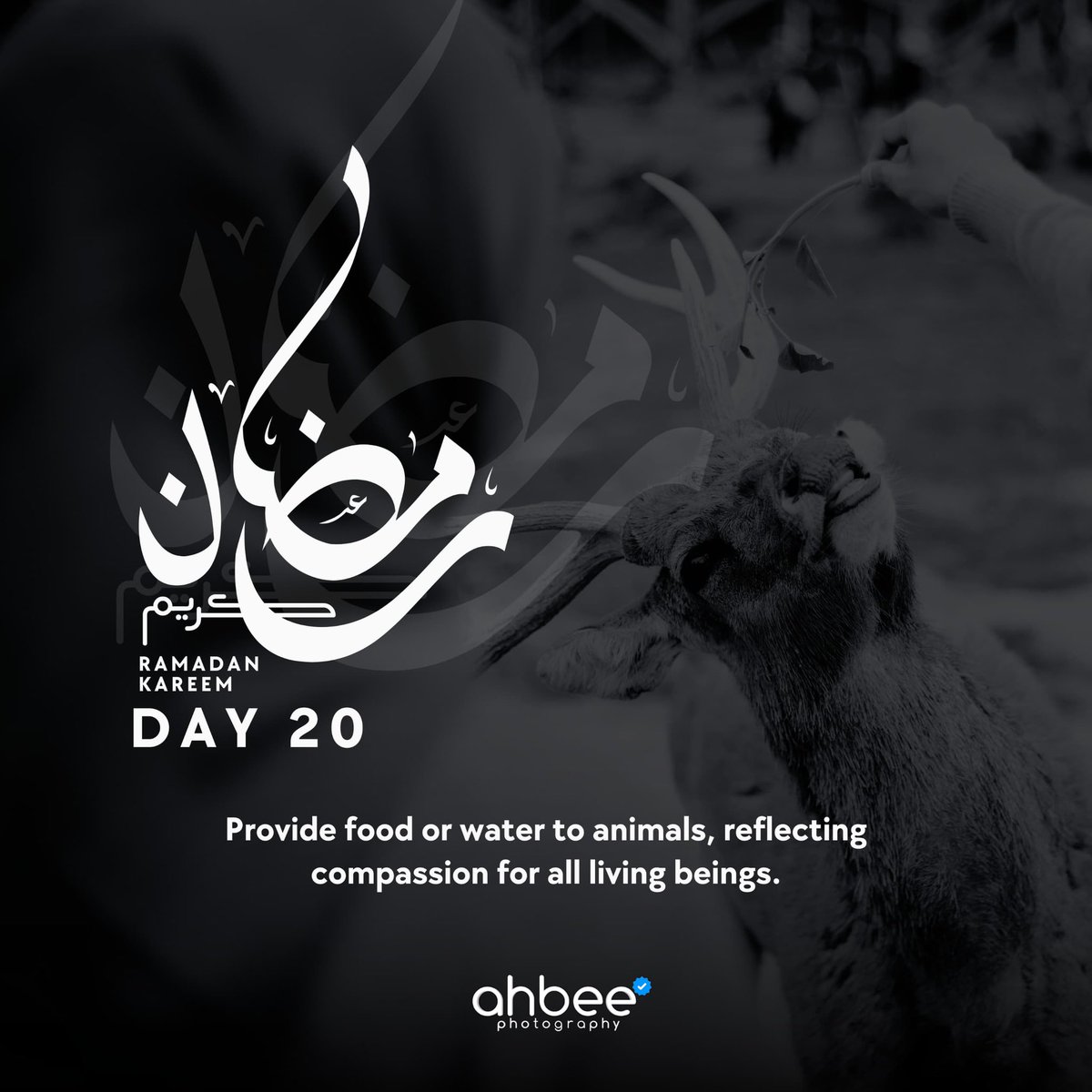 Ramadan Mubarak!
As we embrace this blessed month, let us remember the importance of compassion and kindness not only towards fellow humans but also towards all living creatures.