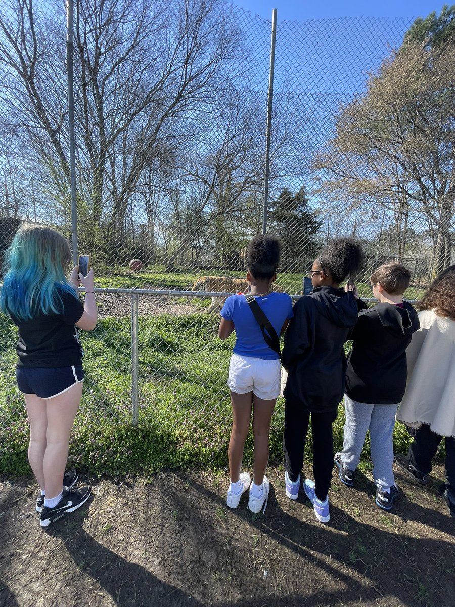 Ms. De la Rosa (@msdelarosaband) on Twitter photo I had so much fun exploring the tiger rescue with <a href="/Ms_Eller/">Ms. Eller</a> ‘s 6th grade art classes. It was the perfect day for some outdoor learning! I had so much fun exploring the tiger rescue with <a href="/Ms_Eller/">Ms. Eller</a> ‘s 6th grade art classes. It was the perfect day for some outdoor learning!