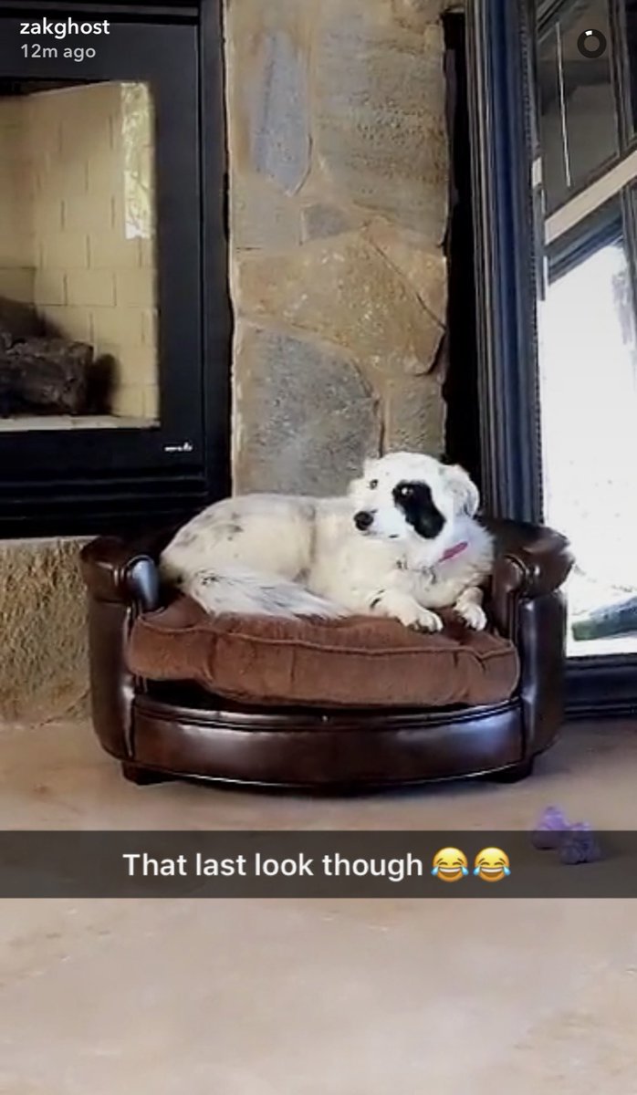 So many beautiful memories of Gracie <a href="/Zak_Bagans/">Zak Bagans 🧛🏻‍♂️</a> including her “SIDE EYE” look when you would leave ❤️  thanks for sharing her with your #GhostAdventures family for so many years we’ll always remember her and cherish those beautiful memories we all miss her very much 🐶 🐾 👼