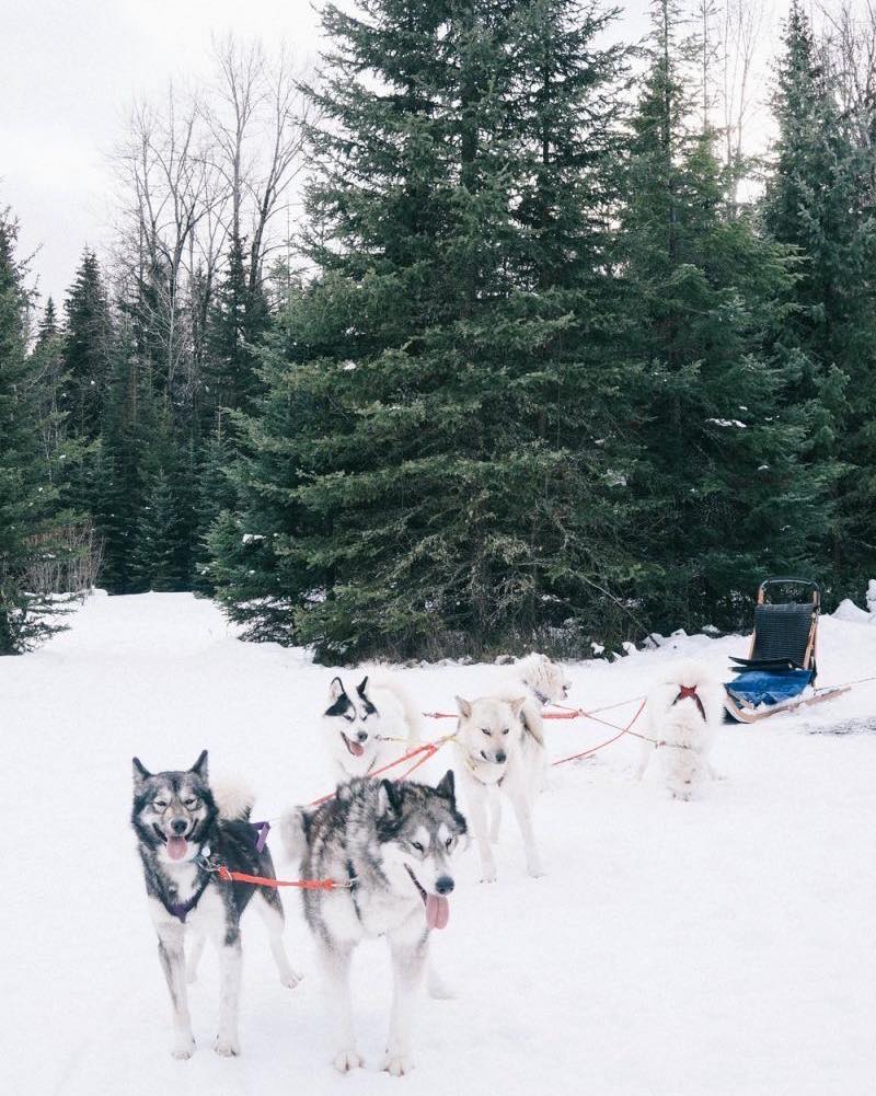 ILoveWhitefish's tweet photo. Dog Sledding in Whitefish!
Experience the thrill of dog sledding in Whitefish! Let a team of excited Alaskan huskies take you on a breathtaking ride through Montana’s winter wonderland.
#DogSleddingWhitefish #WinterAdventures #ExploreWhitefish #BookDirect #WhitefishRentals https://t.co/Qxmb2Q3JP7