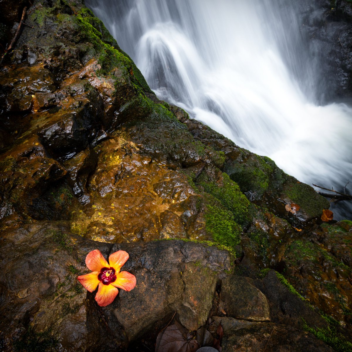 TheLancer1314's tweet photo. I'm not above placing a flower into a scene for effect, but this one was there naturally.

Kauai, Hawaii
Nikon D850, 16-35 f4 @16mm
1/4 sec, f11, ISO 100, polarizer https://t.co/XMuN2r86zh