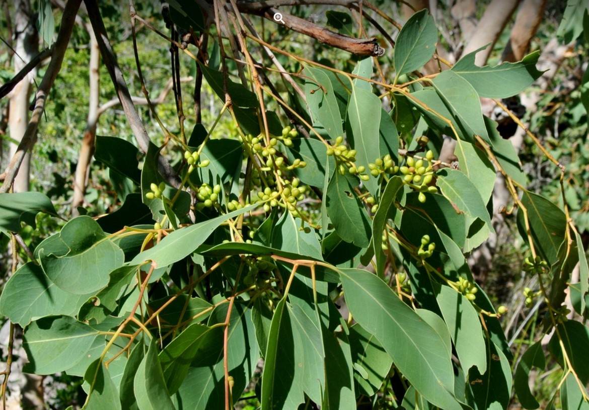 NQ Dry Tropics tweet media