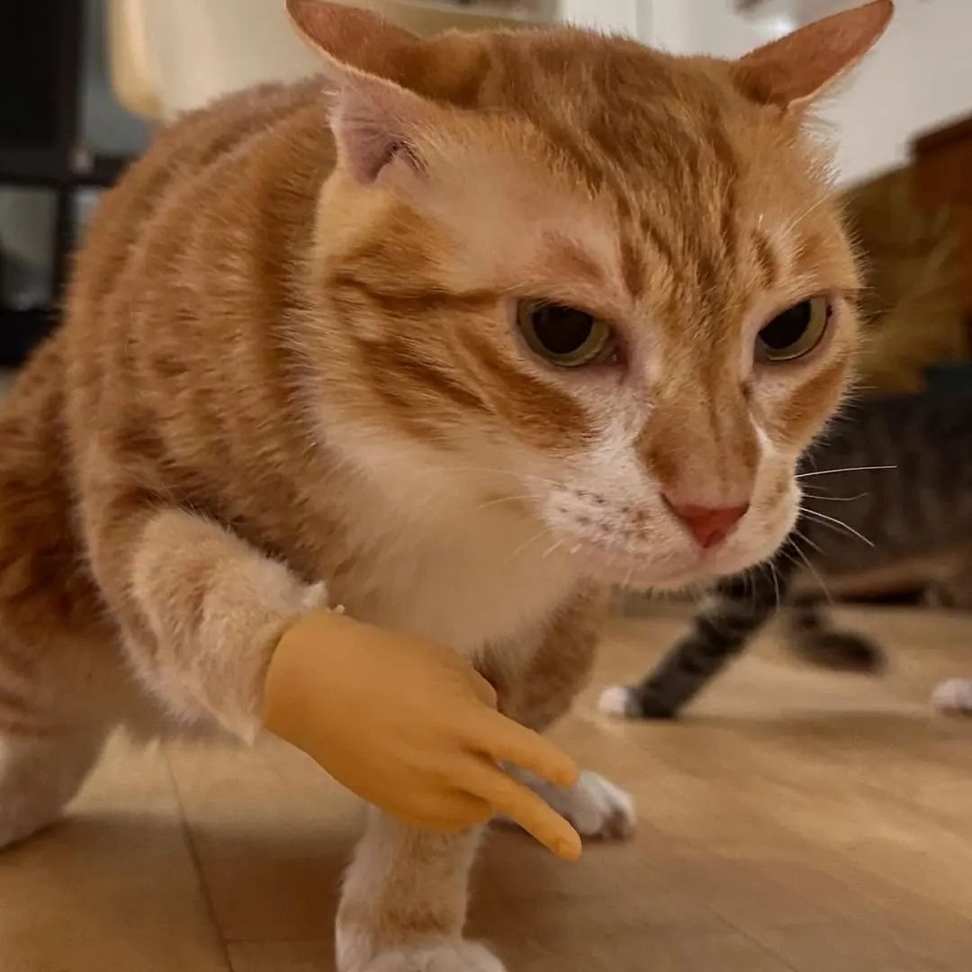 PunchingCat's tweet photo. https://t.co/qgTjsLj0Tr