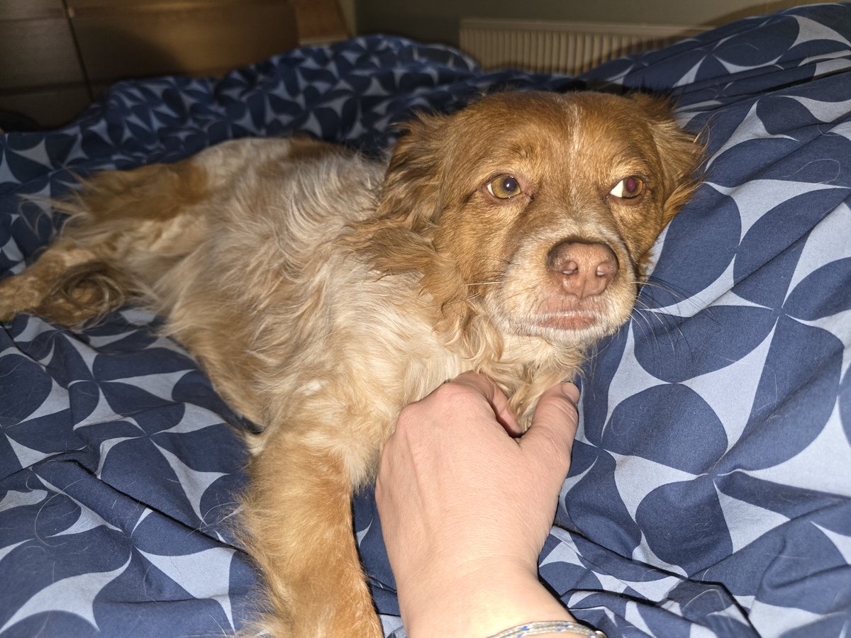 fachheiler's tweet photo. #HerrFlausch wird heute 6 Jahre alt! 🥳🍾🎂 Das Geburtstagsfellkind wurde heute morgen erst mal ausgiebig im Bett geknuddelt. 🥰 https://t.co/40QRY1D2EJ