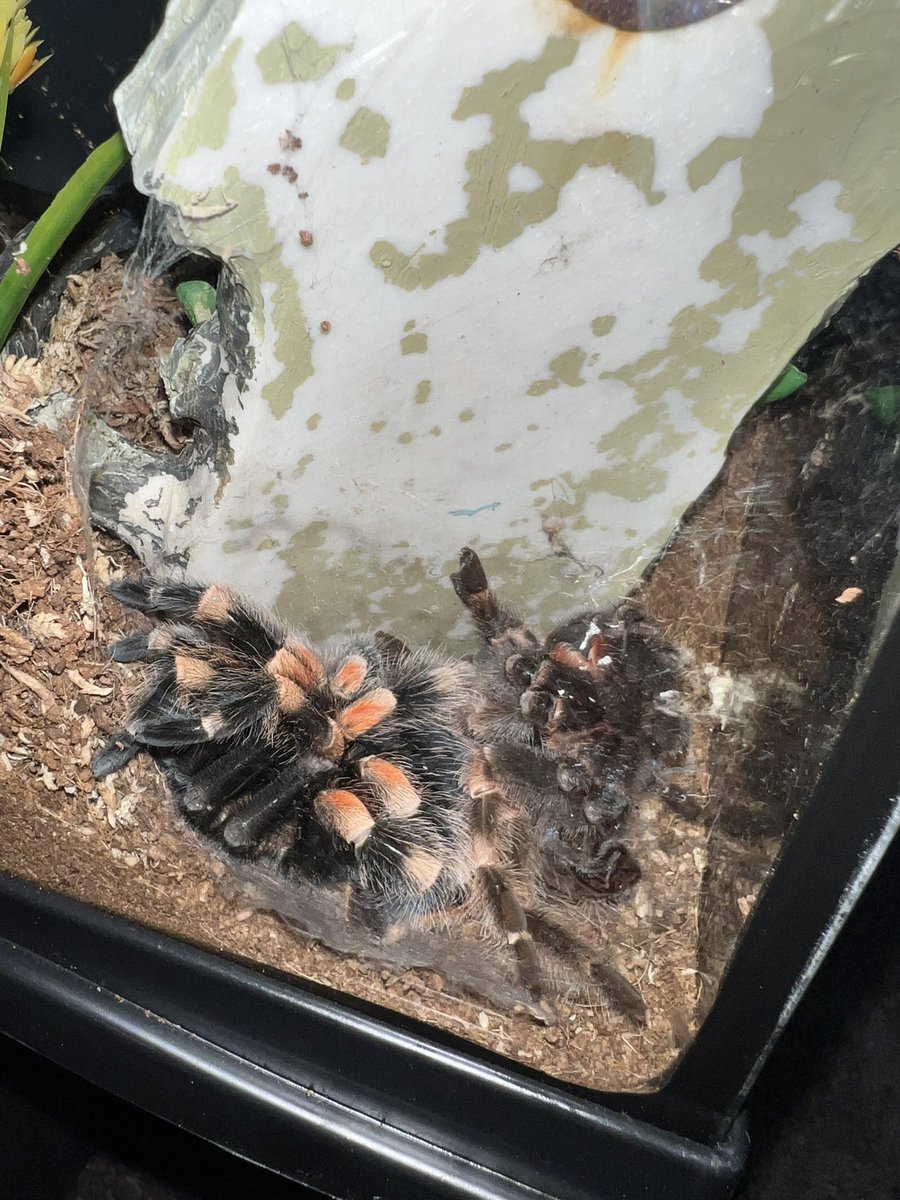 Eden molted again ✨