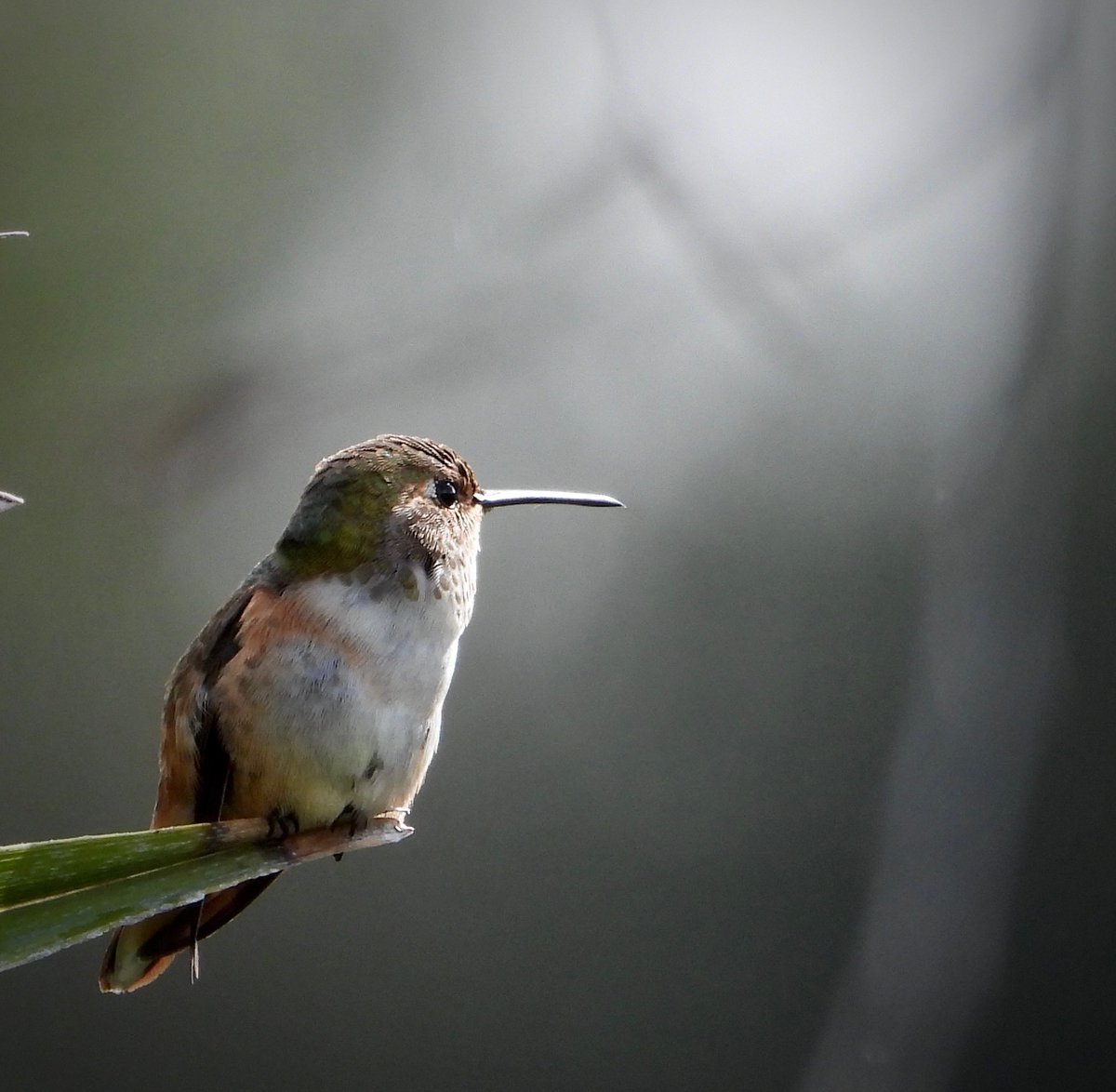 BethDuncan, M.Ed tweet media