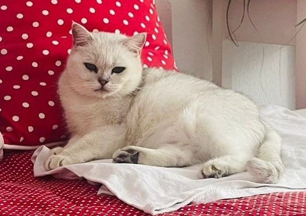 Ich muss schon sagen🥵🔥
Dafür darfst du erstmal abdrücken, dass ich dir so ein geiles Foto zeige🤤
Findom Paypig Zahlfotze Geldschwein Köter Pisser Moneydom Slave Kleinschwanzsteuer Katzenleben

x.com/goddessan_na/s…