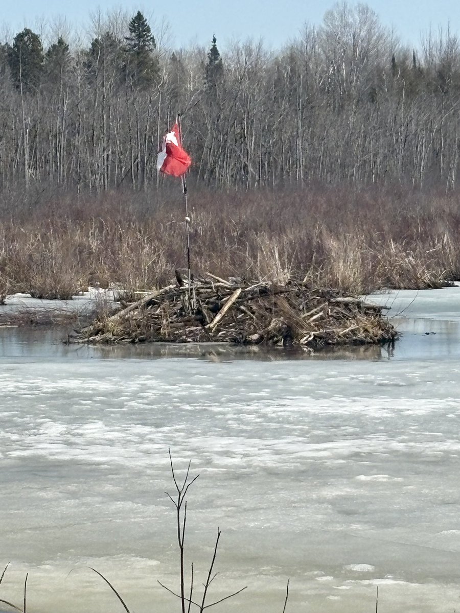 JohnIbbitson's tweet image. Grant photographed this near Carp, outside Ottawa. The flag on a beaver dam. Maybe the most Canadian thing ever.