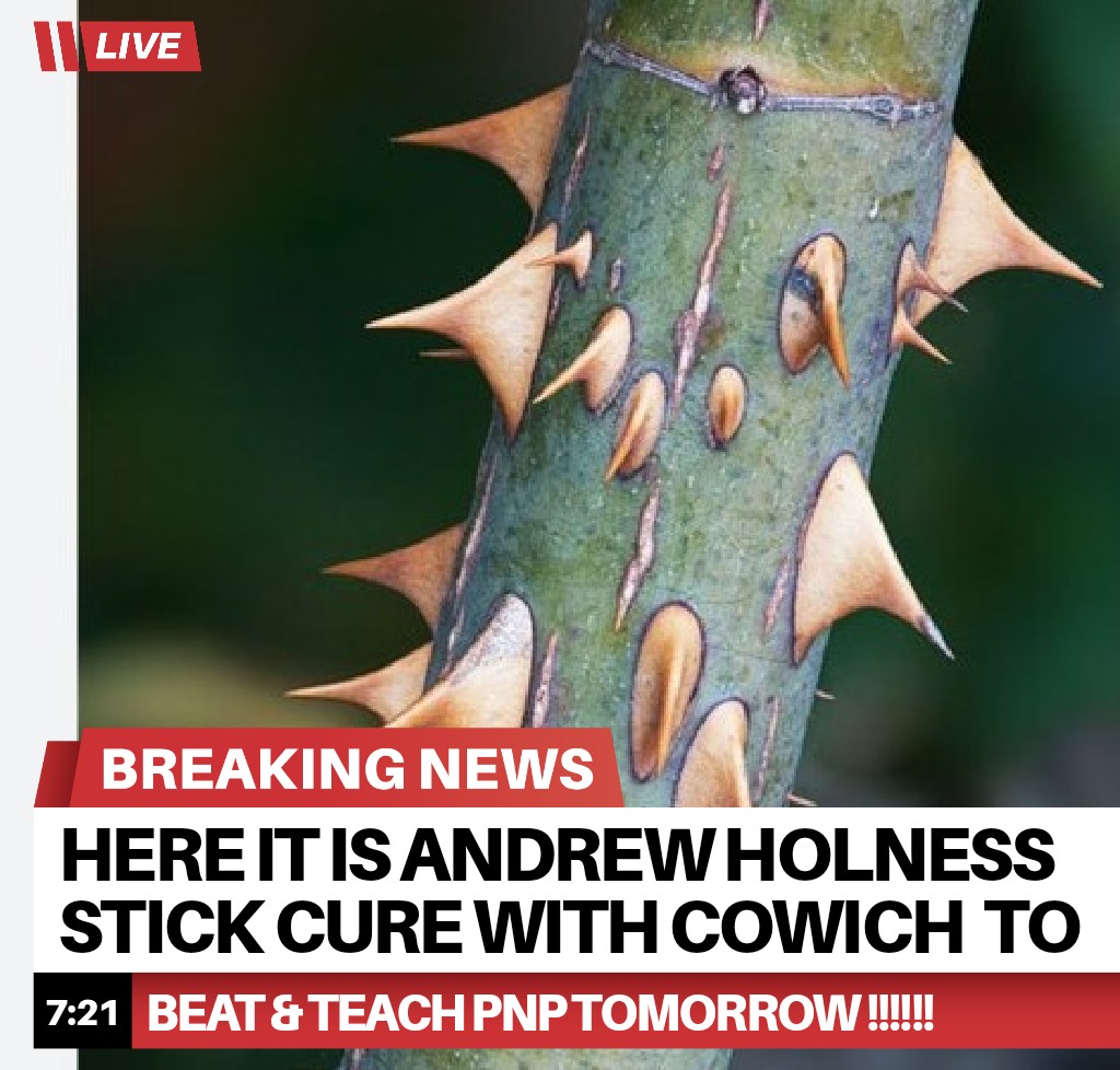 duttylaborite's tweet photo. SEE IT YA @AndrewHolnessJM HAVE A #TUKUMAKA STICK WELL CURE WITH #COWICH TO DROP LICKS ..... WHAT A DAY TOMORROW GOING TO BE !!!!! THIS IS GOING TO BE A #BACKSLIDING LIKE NEVER BEFORE WHERE WILL U BE WATCHING THIS FROM ?? TELL ME !!!! https://t.co/wosrbzzwbK