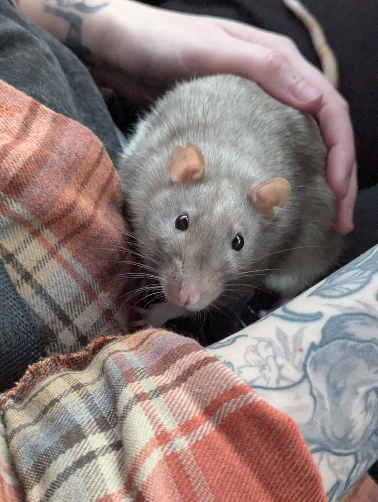 RatsPicnic's tweet image. Shiro