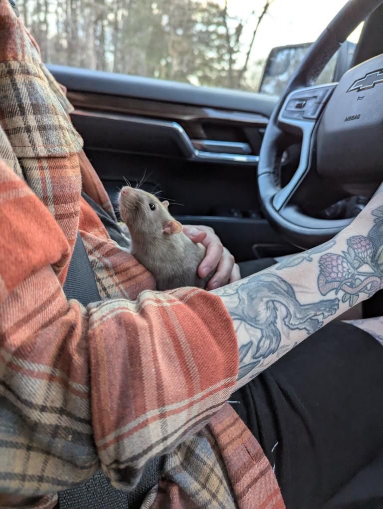 RatsPicnic's tweet image. Shiro