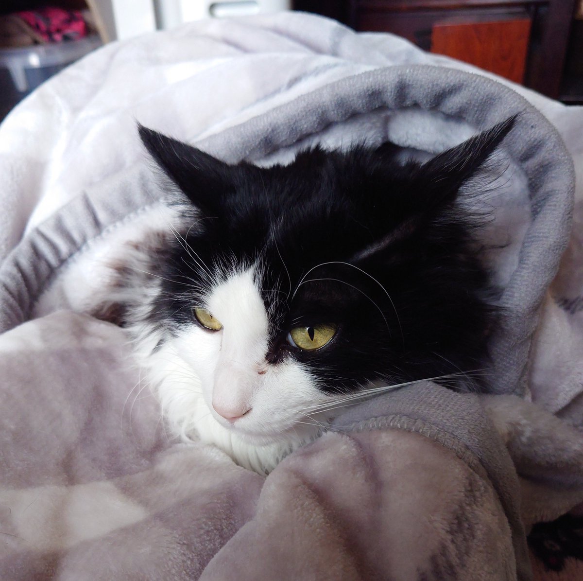 飼い猫くるみ界隈 