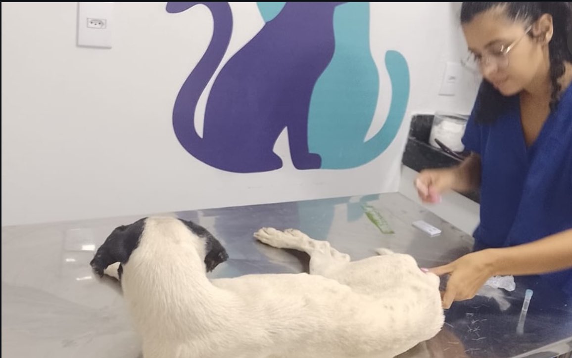 Opa Bichos tweet media