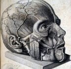hekint's tweet photo. They hated Scarpa, professor of anatomy, so much that when he died, they #dissected his head and exhibited it in the #anatomymuseum, where it has remained until today https://t.co/oao5Ws6F7H https://t.co/tVrOVCnNUX