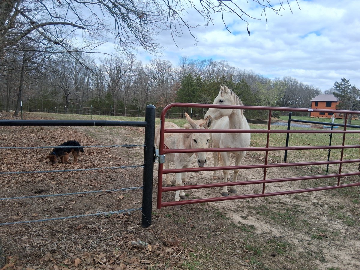SaraJouret's tweet photo. Bill and Diesel were hanging out with their sweet friends today!!
Nothing better than spending time with my sweet boys! They definitely know how to make every day better!!! 💙
#DieselAndBill #SweetBoys #SweetFriends #SoGrateful https://t.co/5vB5A3sVEn
