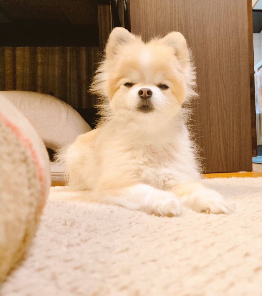 kotsub_u's tweet photo. 眠気をガマンできないきなこ🐶(笑)
なんだか可愛い🥹

#春分の日
お仕事へ😊いってきます🚃｡⁠｡⁠｡⁠ https://t.co/rXhxighuz6