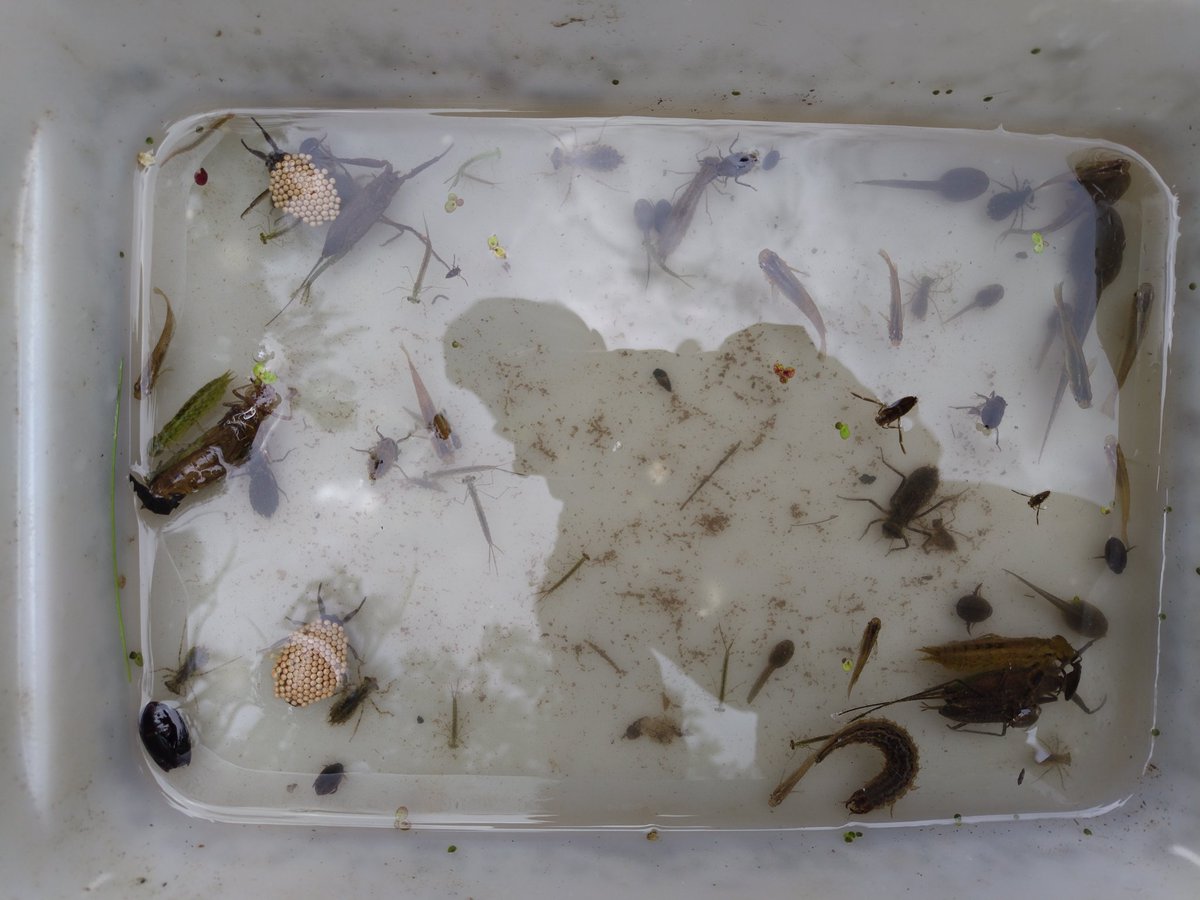 しまきう＠熊に返り血を浴びせるひよ子猟師 tweet media