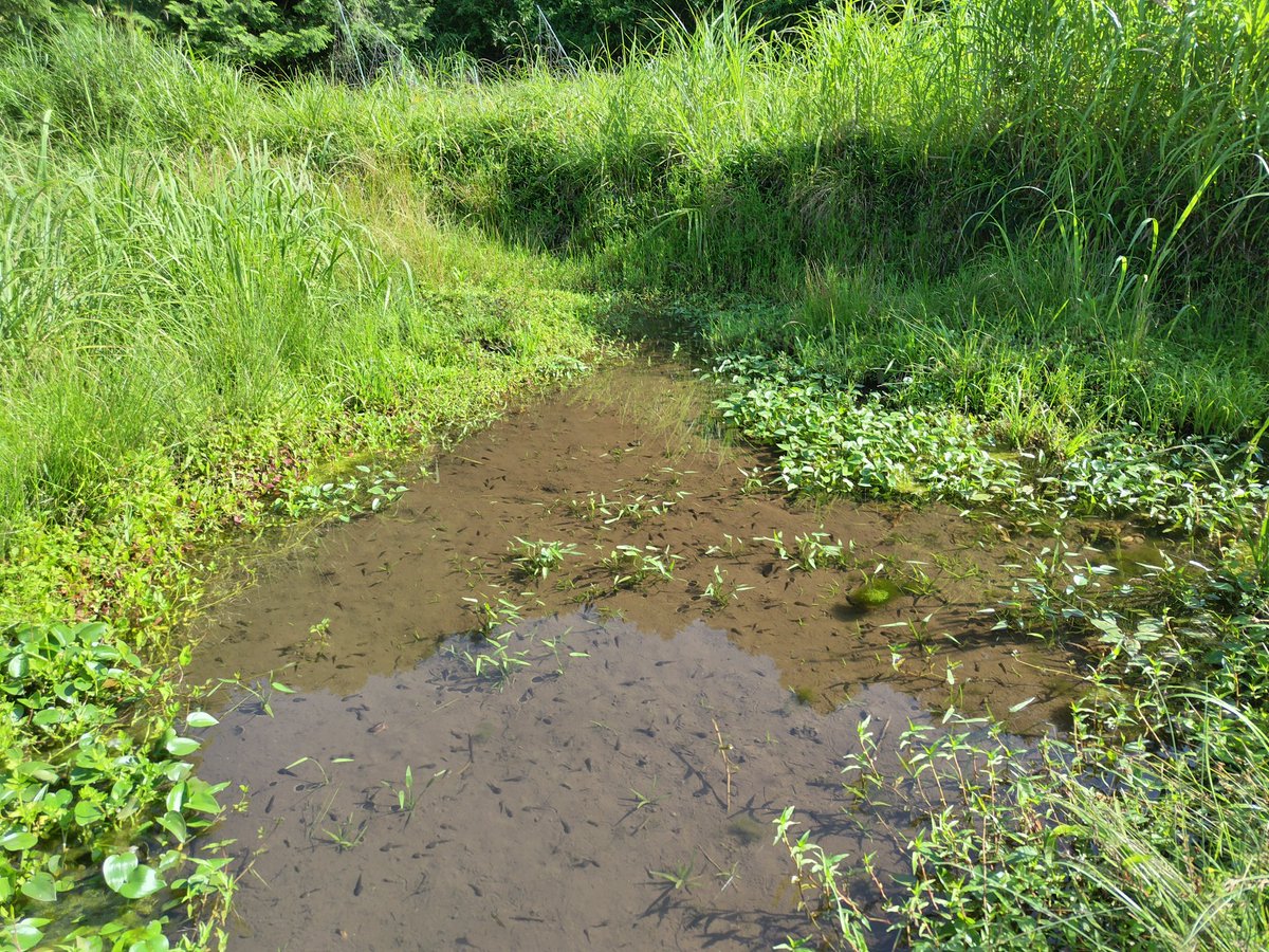 しまきう＠熊に返り血を浴びせるひよ子猟師 tweet media