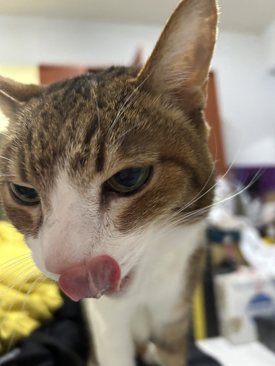 一大早6點半，用嘔吐聲把我叫醒的貓皇