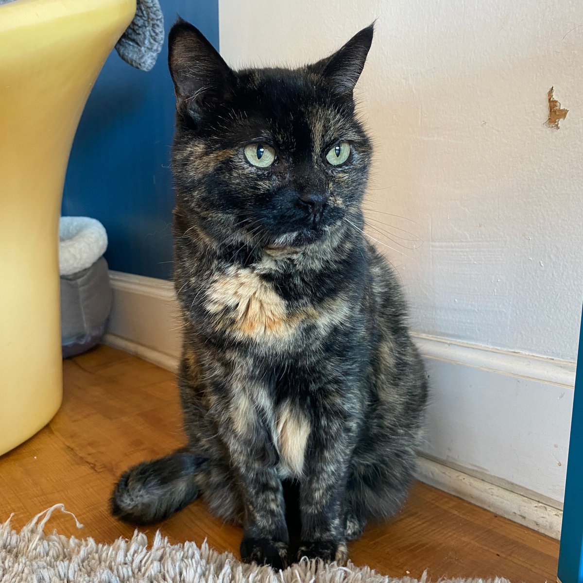 Adoption # 505...PUMPKIN! She waited SO patiently for over a month and it broke our hearts to see watch all her friends get adopted week after week. But her person finally came! We miss her tons but are beyond grateful she now has her very own home. Congrats Pumpkin 🤎