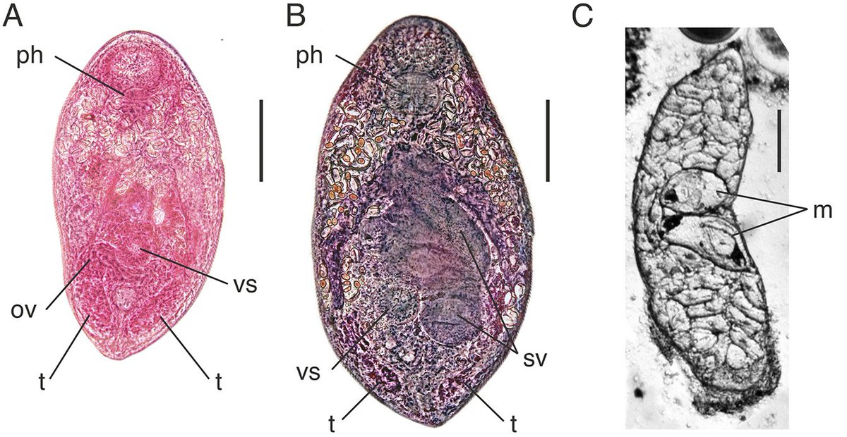 Gymnophallus minor is a fluke that lives in the guts of eiders, but little is know about its molluscan intermediate hosts. 
This study reports on the larval stages of this fluke which have been found in the wavy clam (Liocyma fluctuosa).
#WormWednesday
cambridge.org/core/journals/…