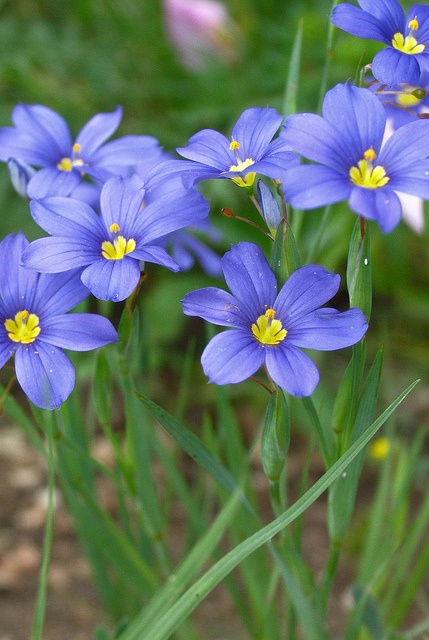 bvmuseum's tweet photo. Join us for Wildflower Day, Saturday, March 22, 10 am to 2 pm at the Boonville Heritage Park! Enjoy learning about wildflowers and creating your own masterpiece.
Call 979-776-2195 for more info. ❤️🌺 https://t.co/qvuBRHPbjb
