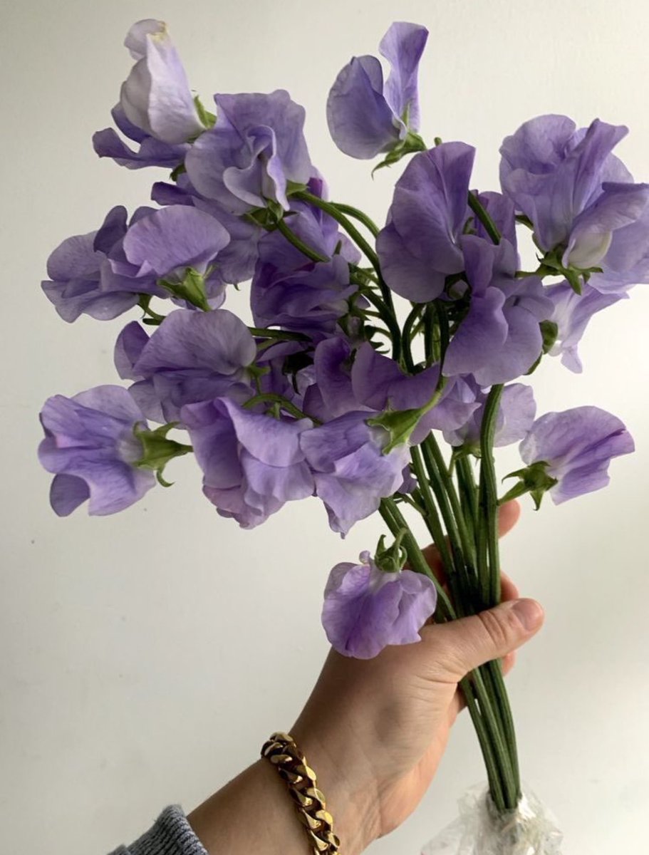 i3Moment's tweet photo. Purple flowers https://t.co/Hrz3mW2cRs