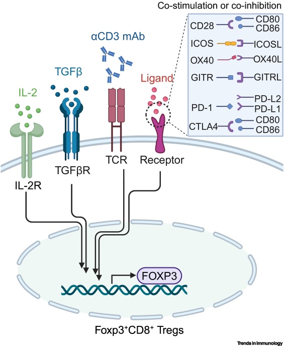 Foxp3+CD8+ regulatory T cells: bona fide Tregs with cytotoxic function dlvr.it/TJdS7z #immunology