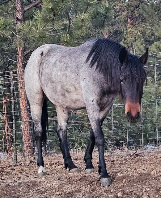 Resqranch's tweet photo. Help us help Chilli &amp; Natalia out with some new clothes for their 2nd birthday! Join us at Chilli &amp; Natalia's birthday party on March 30th!  Come in person or join LIVE on YouTube (@ the1DrQ) 
https://t.co/Y0dCiwmgK1 #ResqRanch #HorseParty #EvergreenCO #HappyBirthday #DrQ https://t.co/0Ow3MvwFGr
