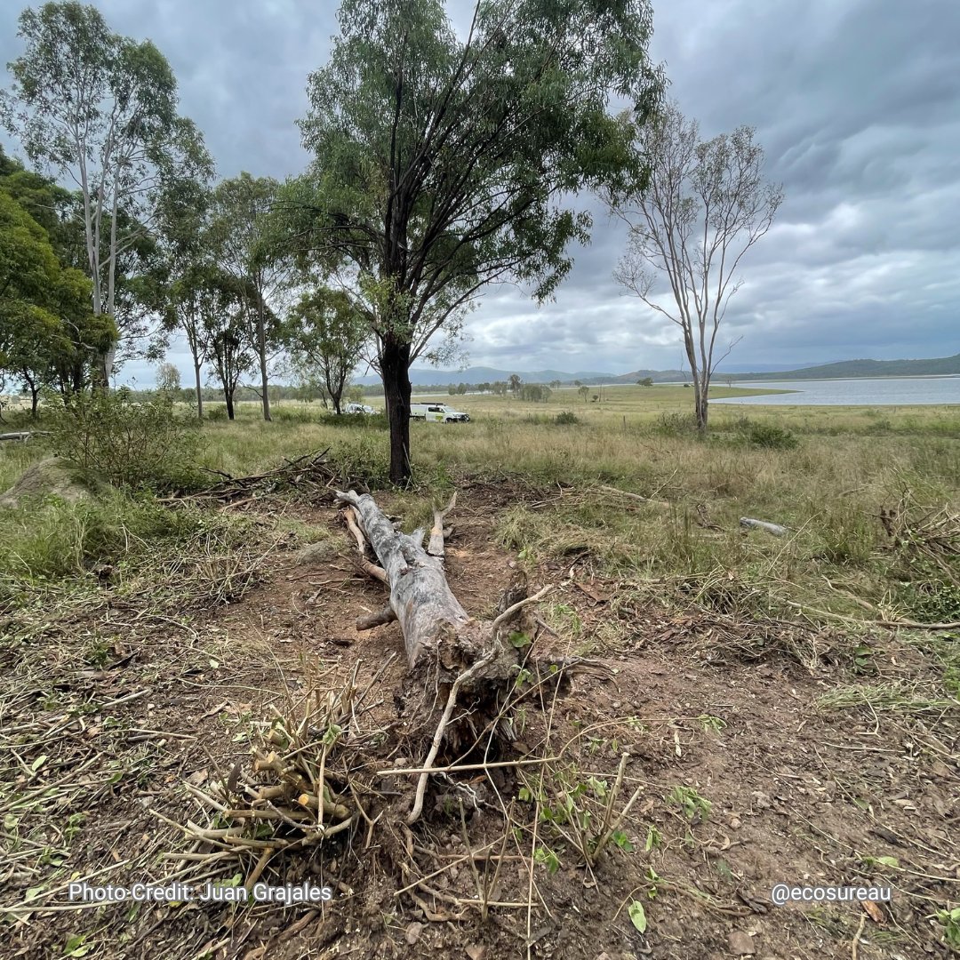 EcosureAU's tweet image. At Ecosure, our skilled team is at Sinnamon Point, Wivenhoe Dam, preparing burn blocks to protect landscapes &amp;amp; wildlife. 🌳🔥 Trust us for safe, effective land management! 
 #EcosureAustralia #EnvironmentalExperts #BurnBlockPreparation #WivenhoeDam