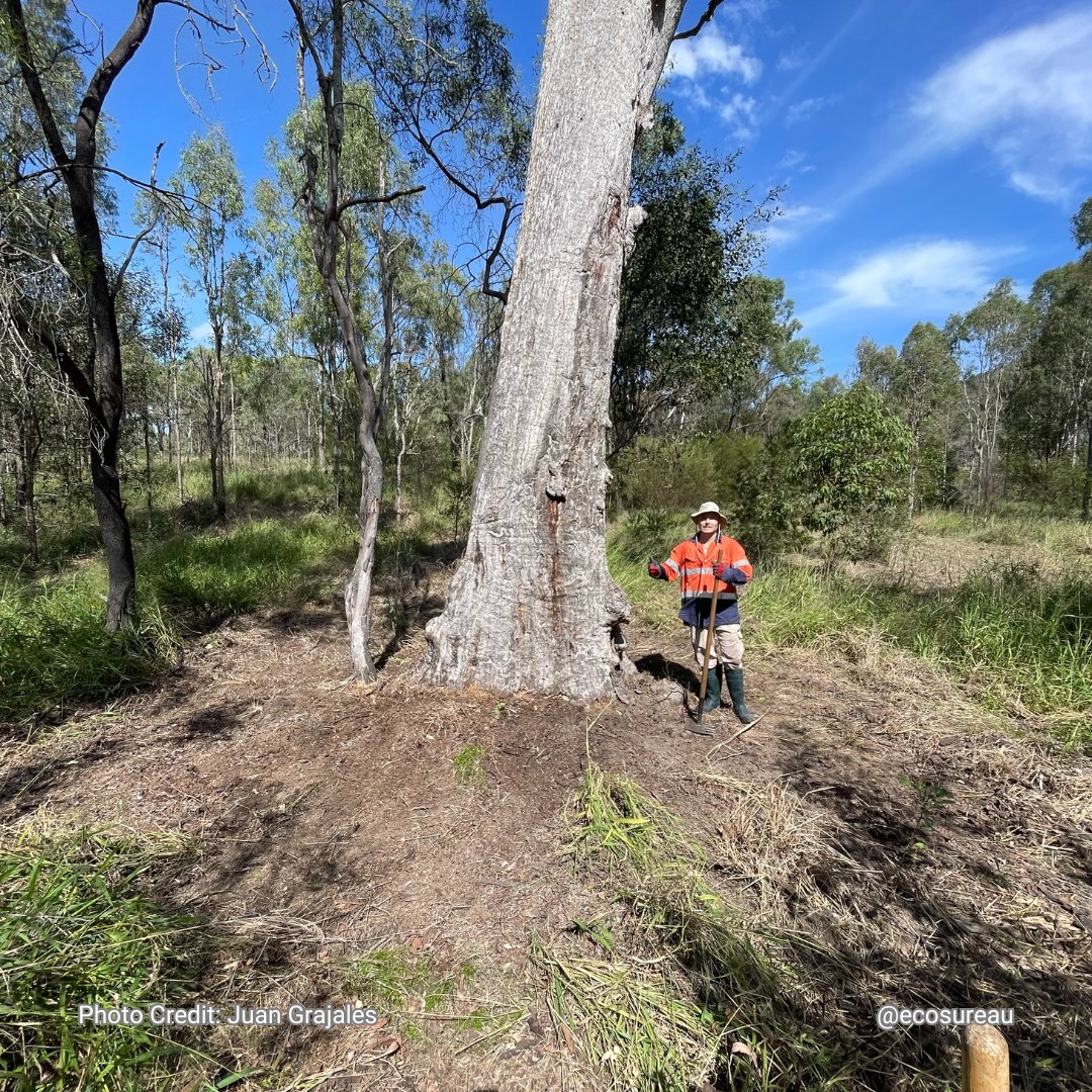 EcosureAU's tweet image. At Ecosure, our skilled team is at Sinnamon Point, Wivenhoe Dam, preparing burn blocks to protect landscapes &amp;amp; wildlife. 🌳🔥 Trust us for safe, effective land management! 
 #EcosureAustralia #EnvironmentalExperts #BurnBlockPreparation #WivenhoeDam