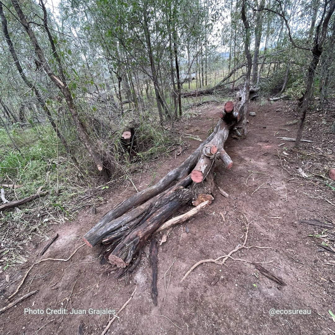 EcosureAU's tweet image. At Ecosure, our skilled team is at Sinnamon Point, Wivenhoe Dam, preparing burn blocks to protect landscapes &amp;amp; wildlife. 🌳🔥 Trust us for safe, effective land management! 
 #EcosureAustralia #EnvironmentalExperts #BurnBlockPreparation #WivenhoeDam