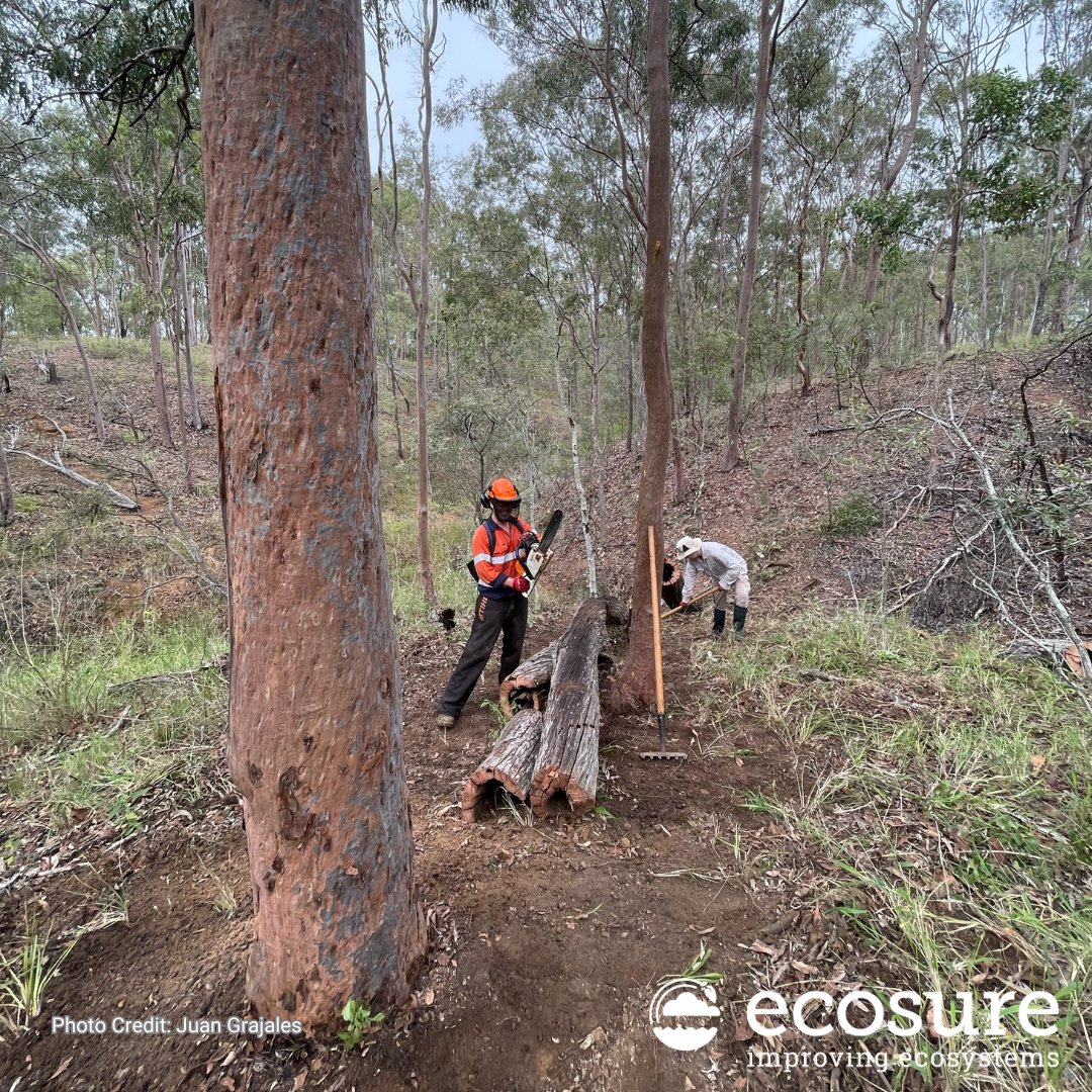 EcosureAU's tweet image. At Ecosure, our skilled team is at Sinnamon Point, Wivenhoe Dam, preparing burn blocks to protect landscapes &amp;amp; wildlife. 🌳🔥 Trust us for safe, effective land management! 
 #EcosureAustralia #EnvironmentalExperts #BurnBlockPreparation #WivenhoeDam