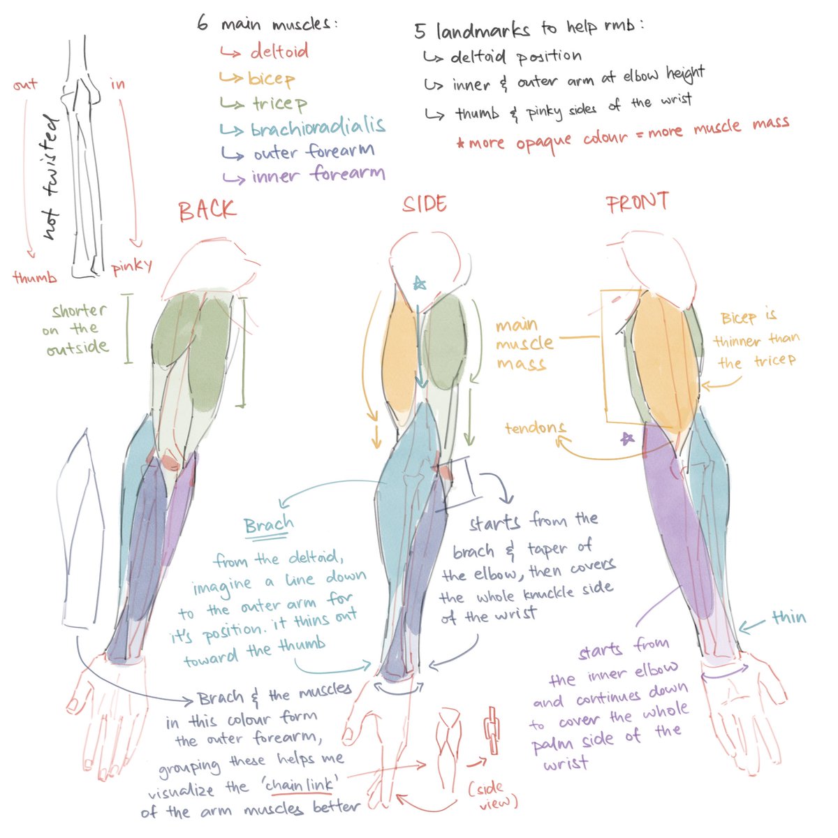 i spent the whole day today doing arm anatomy studies … may have inaccuracies bc my brain is so fried lol (1/2)