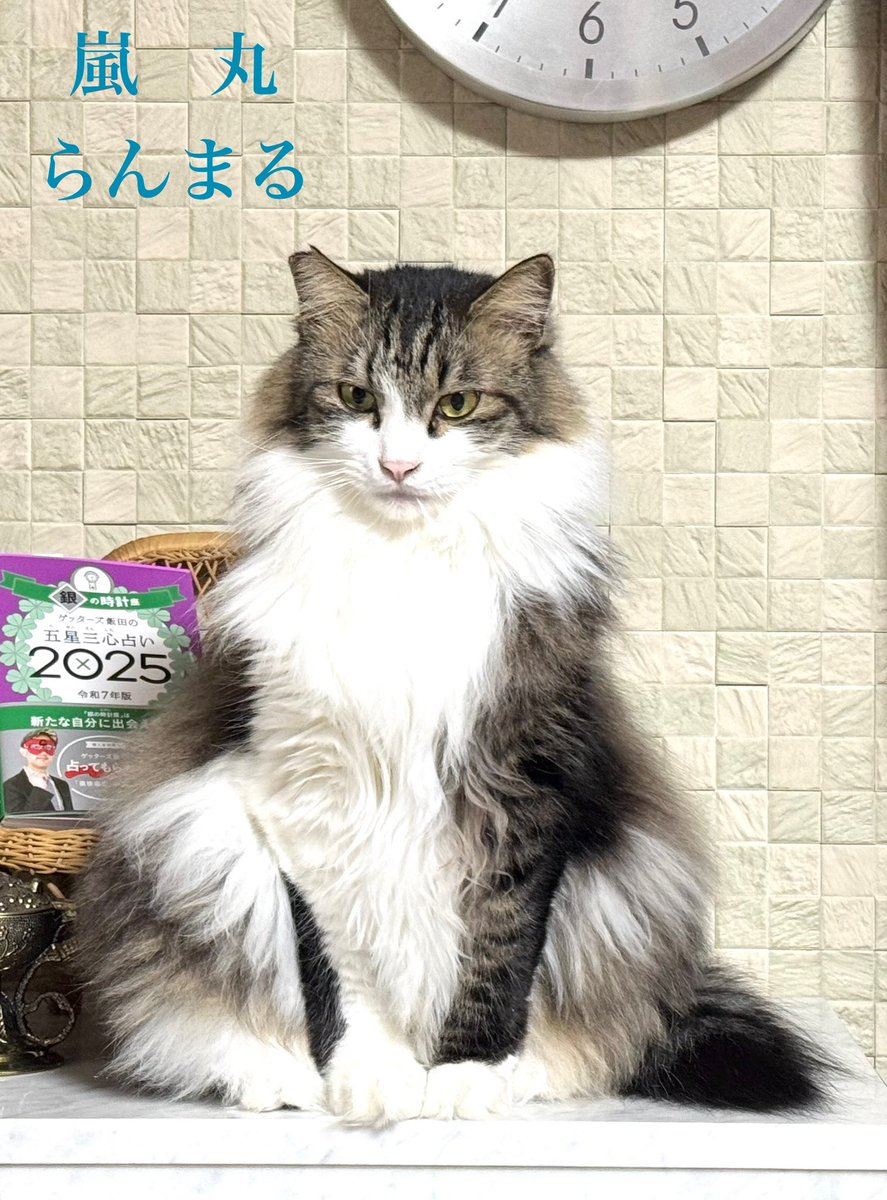 里見のり子🐱ねこうらら tweet media