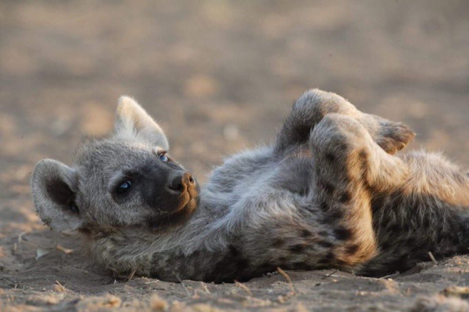 How I sleep knowing I’m a furry degenerate