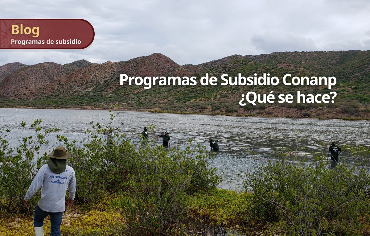 CONANP_mx's tweet photo. A través de programas de subsidio como el #PROCODES y el #PROREST, impulsamos la conservación, manejo y restauración de ecosistemas y la protección de especies prioritarias en #ANP, asegurando la participación de la población. 💚✨
Checa nuestro #Blog ➡️ https://t.co/MEHOgfi80t https://t.co/ibskMBlHfv