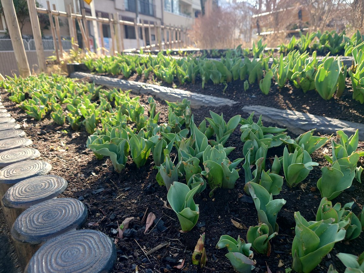 南公園の花壇、チューリップが芽吹いてきました🎵

今年のチューリップの色合いを、楽しみにしてくださいね🌷