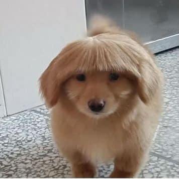 tododiacaes's tweet photo. Minha mãe: "cadê a tesoura que tava aqui?" 

Eu saindo do banheiro: https://t.co/o2upk7j8TG