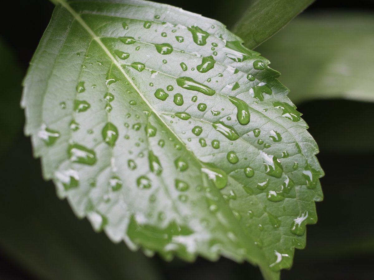 karuahaudy's tweet image. ＃GXR
GR LENS A12 50mm F2.5 MACRO

RAWデータがHDD漁っても見当たらない
消えたか・・・？

ということでJpeg撮って出し