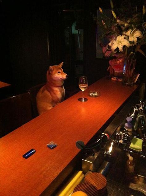 out of context dogs (@contextdogs) on Twitter photo 