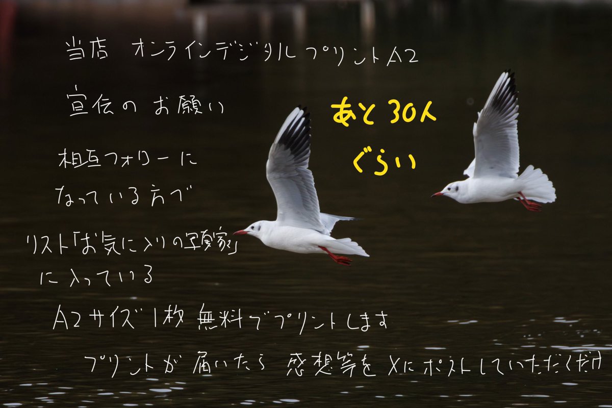 これはオンラインデジタルプリントA2 の宣伝です
リポストしてくれると嬉しいです

プリントモニター協力者募集いたします

ただいま、相互フォローになっている中から「お気に入りの写真家」のリストにメンバーを登録しています

基準は「僕が気にいった」、「写真を撮っている」「気まぐれ」です