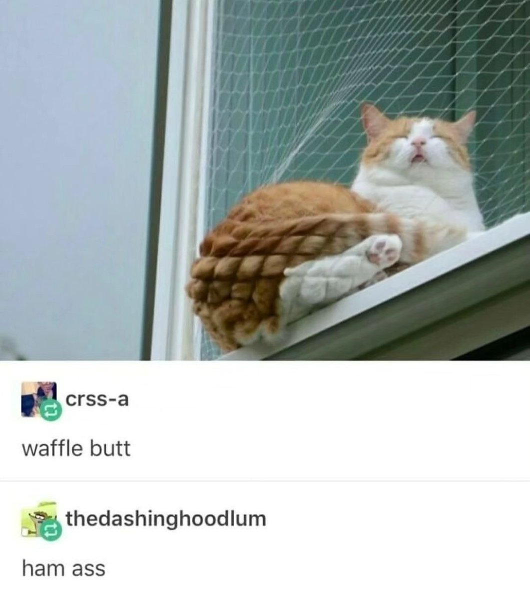 Punch Cat (@punchingcat) on Twitter photo 