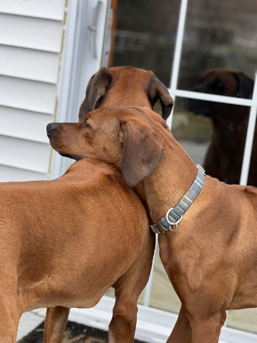 PawsAtHome's tweet image. Rolling out the new client #WelcomeWaggin for these sweet brothers❤️🐶🐾🥹